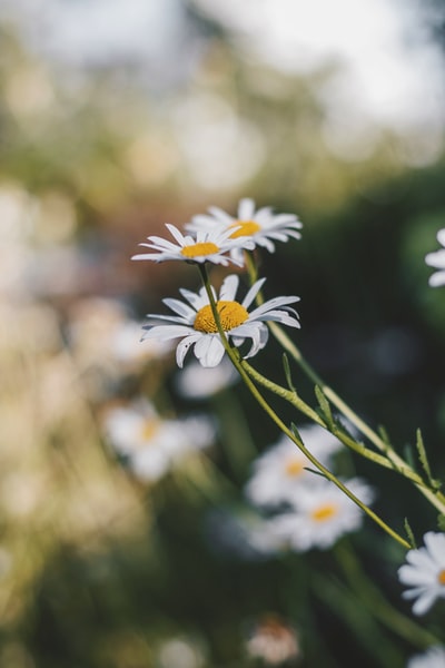 白花浅焦点摄影